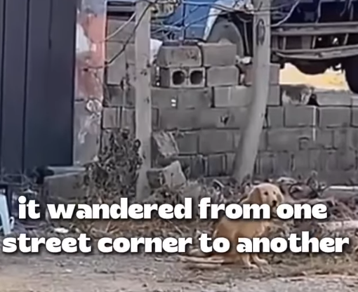 T1905019 This Dog Couldn Walk Until Love Changed Everything part2