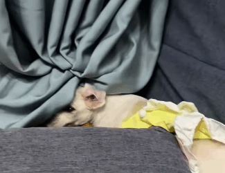 T2105033 Recuse dog part2