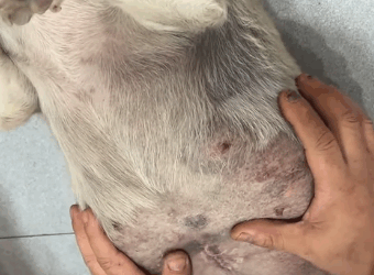 T2305025 This little puppy was severely ill and abandoned part2