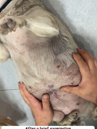 T2305025 This little puppy was severely ill and abandoned part2