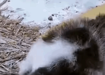 T0406053 Rescue koala rescue rescueanimals foryoupage fyp koala koalas part2