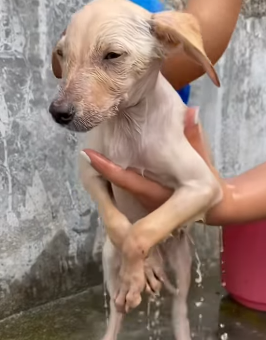 T1805010 Rescue of a small abandoned dog with a problem with his leg part2