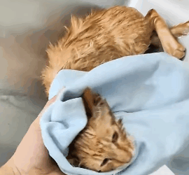 T1605021 found a kitten barely alive in a dirty ditch part2