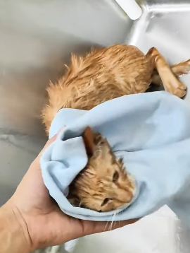 T1605021 found a kitten barely alive in a dirty ditch part2