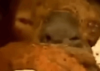 D1705007 Koala Saved From the Flames Story of Survival part2