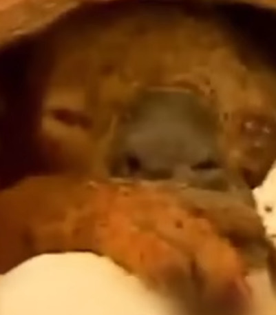 D1705007 Koala Saved From the Flames Story of Survival part2