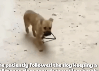 T1905016 Trap Stole His Smile Saving Wounded Dog part2