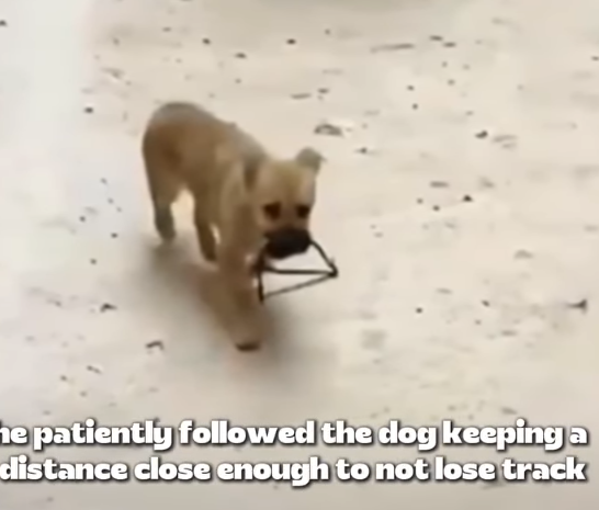 T1905016 Trap Stole His Smile Saving Wounded Dog part2