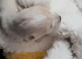 T2105035 Rescue dog part2