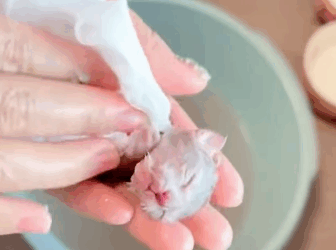 T2305035 Rescued a stray mama cat, helped her through delivery, and then part2