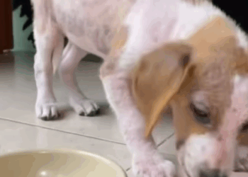 T0406016 Rescue of a small dog abandoned in the middle of the street part2