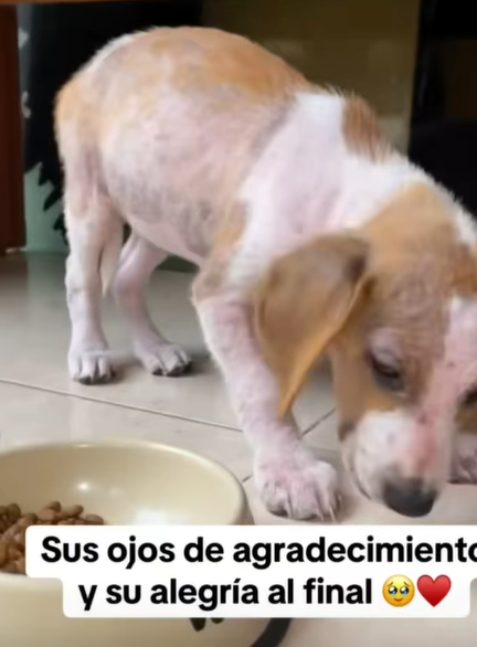 T0406016 Rescue of a small dog abandoned in the middle of the street part2