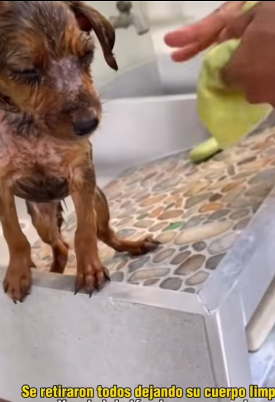 T1805011 Rescue of a small dog abandoned in the middle of the highway part2