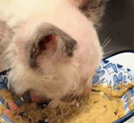 T1605025 I came across a cat that had been abandoned because of skin problems part2