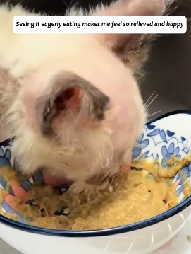 T1605025 I came across a cat that had been abandoned because of skin problems part2