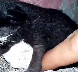 D1705038 Few Days Old Black Kitten Abandoned In An Abandoned House Is Trying To Crawl To Find Glimmer Of Hope part 2
