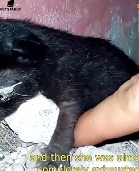 D1705038 Few Days Old Black Kitten Abandoned In An Abandoned House Is Trying To Crawl To Find Glimmer Of Hope part 2