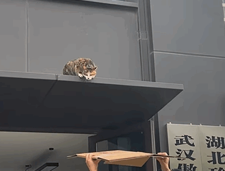 T1505017 Trust me cat part2