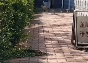 T1905022 This cat standing in front of our house broke my heart part2