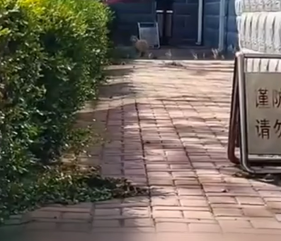 T1905022 This cat standing in front of our house broke my heart part2