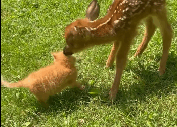 T2105027 Rescue a deer part2