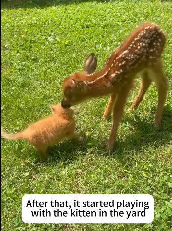 T2105027 Rescue a deer part2