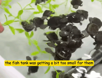 T2305034 rescued a turtle that was trapped in a mud pit, and little did I know that after raising it, something unbelievable happened part2