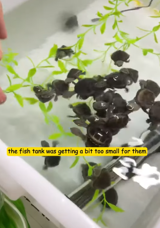 T2305034 rescued a turtle that was trapped in a mud pit, and little did I know that after raising it, something unbelievable happened part2