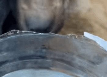 T0406039 Rescue of an abandoned dog in the countryside very thin part2