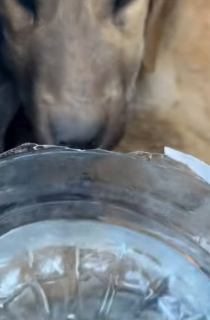 T0406039 Rescue of an abandoned dog in the countryside very thin part2