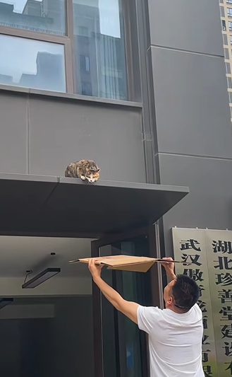 T1505017 Trust me cat part2