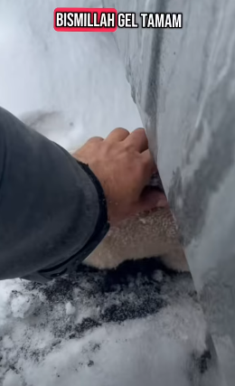 T1805019 Rescue of a small dog abandoned in the garbage part2