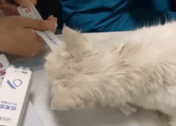 T1605015 found a homeless cat with uterine fibroids, and the love I showed it has let it have another shot at survival part2