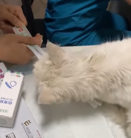 T1605015 found a homeless cat with uterine fibroids, and the love I showed it has let it have another shot at survival part2