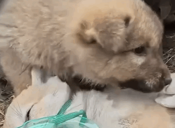 D1705037 It unbelievable to see puppy crying and begging for help to save its starving brother part 2