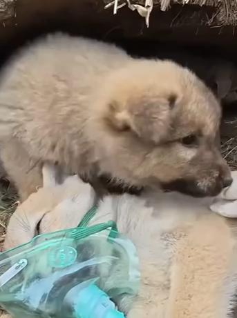 D1705037 It unbelievable to see puppy crying and begging for help to save its starving brother part 2