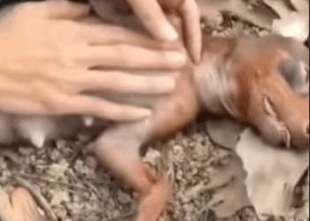 T1505036 Still scared, but safe part2