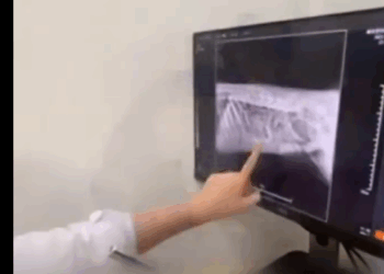 T1905020 true story about rescued dog found in dumpster part2