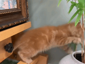 T2105031 Rescue an abandoned cat rescuecat fyp foryoupage poor save part2