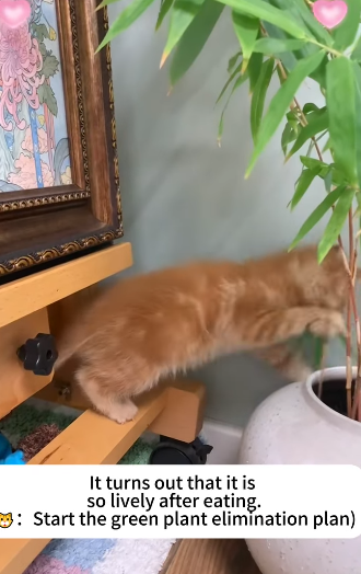 T2105031 Rescue an abandoned cat rescuecat fyp foryoupage poor save part2