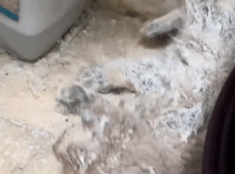 T2305029 This little cat, all sticky with glue looked at me like I was its lifesaver when it saw me#fyp #animalsoftiktok #rescue part2