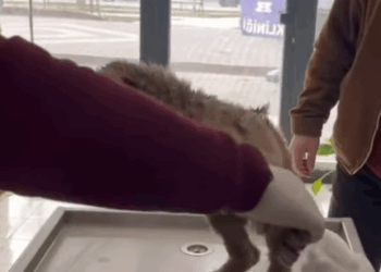 T0406007 Rescue of a small dog abandoned outside in the snow part2