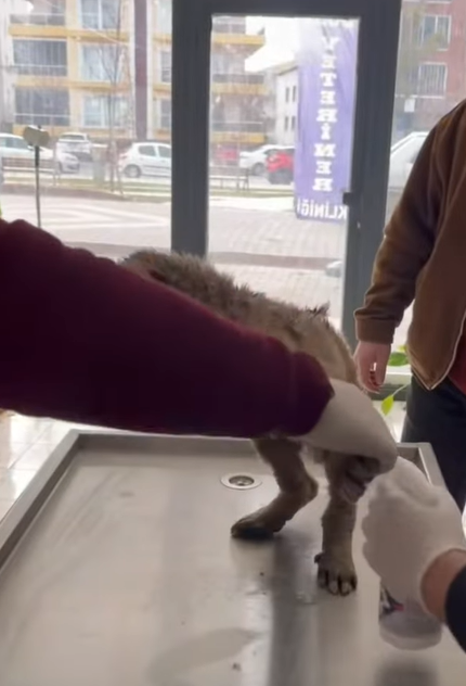 T0406007 Rescue of a small dog abandoned outside in the snow part2