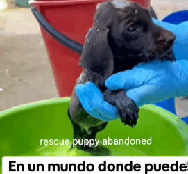 T1805012 Rescue of a small dog abandoned in the garbage I took him part2