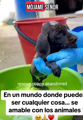 T1805012 Rescue of a small dog abandoned in the garbage I took him part2