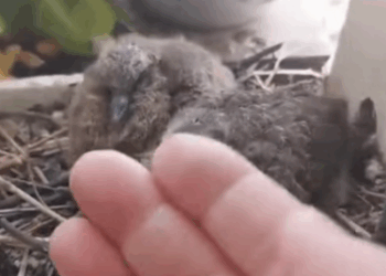 T1605011 I found a turtle dove seeking shelter from the rain on my windowsill part2