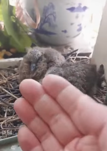 T1605011 I found a turtle dove seeking shelter from the rain on my windowsill part2
