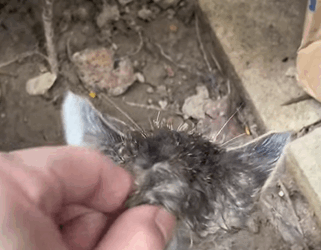 T1505027 Second chance = new life