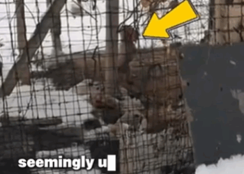 D1705018 Cry for Rescue Dog Plea to Escape Cruel Owner part2