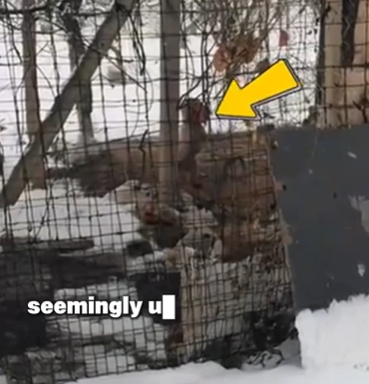 D1705018 Cry for Rescue Dog Plea to Escape Cruel Owner part2